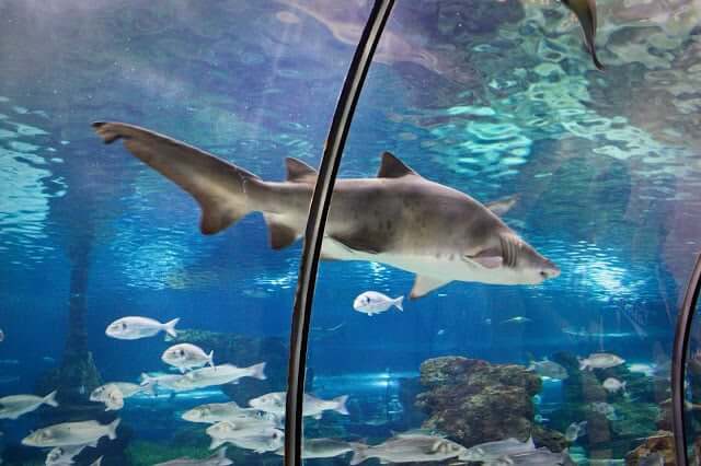 Tubarão no aquário de Barcelona
