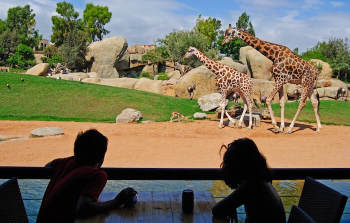 Vista das girafas desde o restaurante no Valencia Bioparc