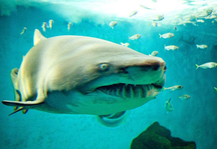 O que ver no Aquário de Sevilha - tubarão