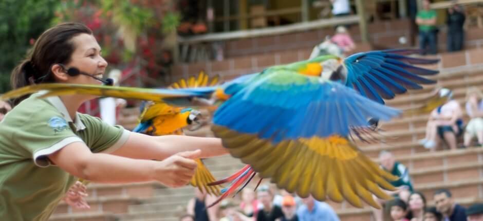 Show de aves no Jungle Park in Tenerife