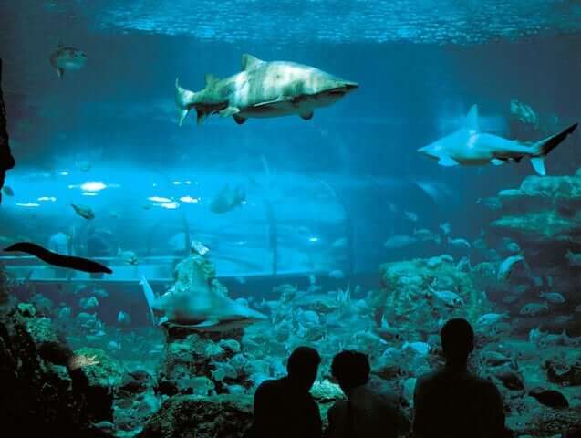 Visita ao aquário de Barcelona