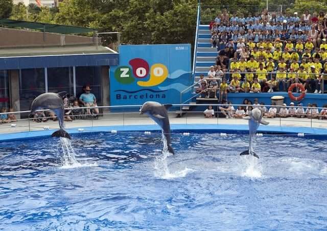 Espetáculo dos golfinhos no Zoo de Barcelona