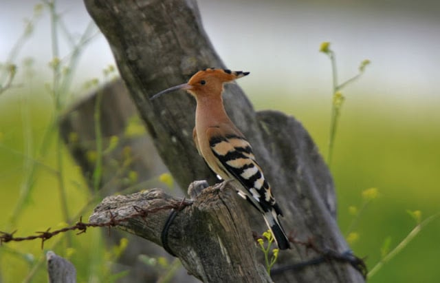 Catalan Bird Tour