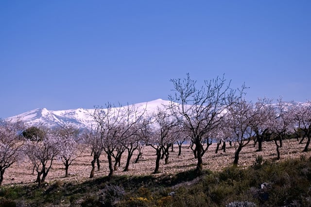 Clima Sierra Nevada em Granada - vegetação