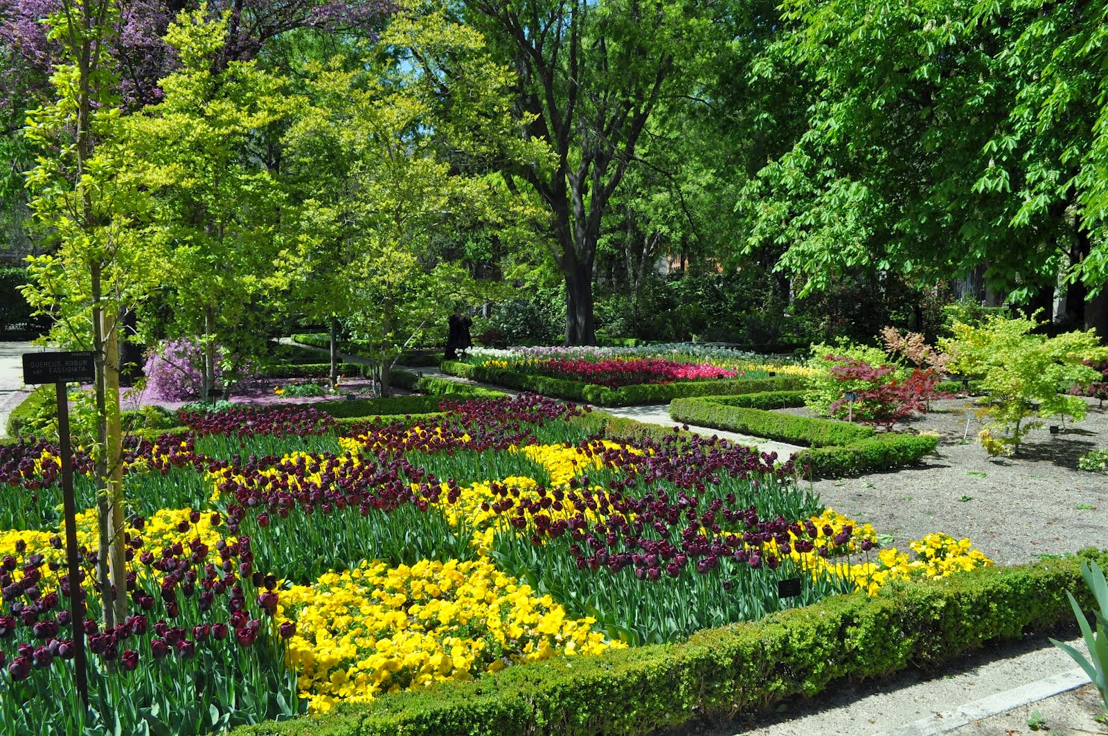 Flores do Jardim Botânico de Madri