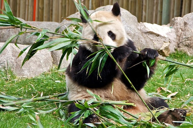 Panda no Zoo de Madri