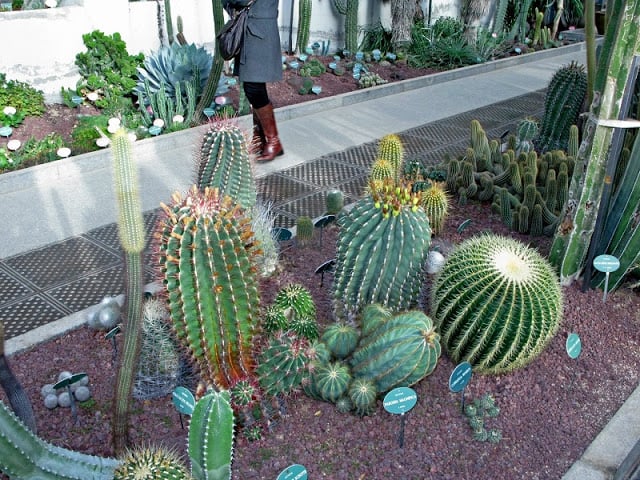 Cactos do Real Jardim Botânico de Madri