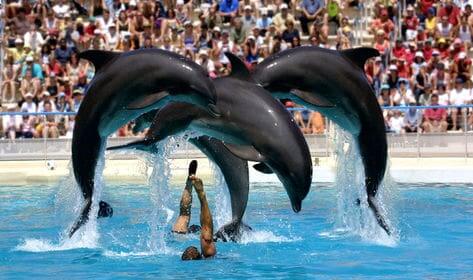 Show dos golfinhos no Zoo Aquarium Madri