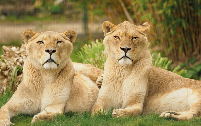 Zoológico de Vigo