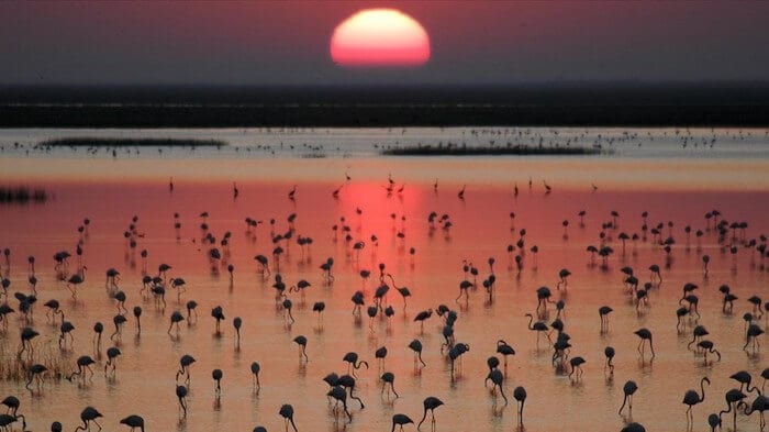 Parque Nacional Doñana - fauna 