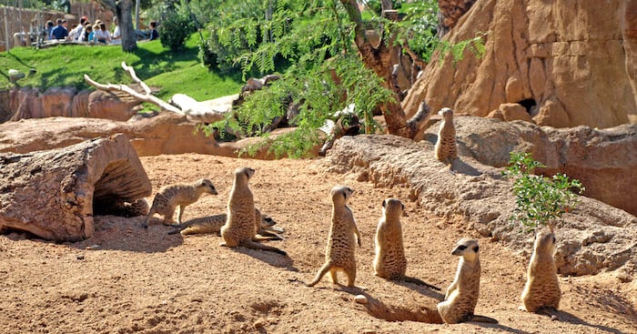 Animais no Valencia Bioparc