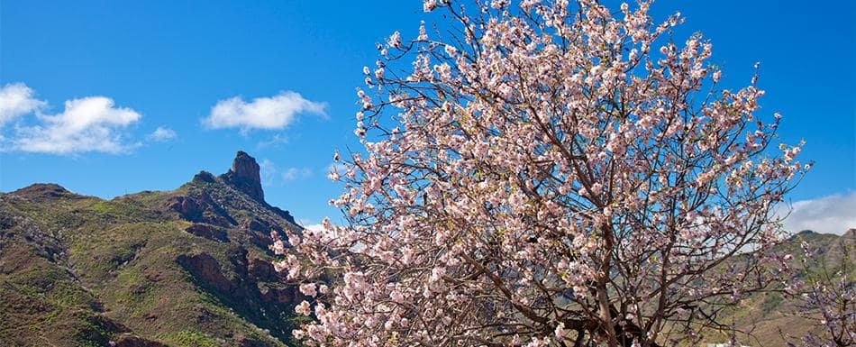 Primavera em Gran Canaria