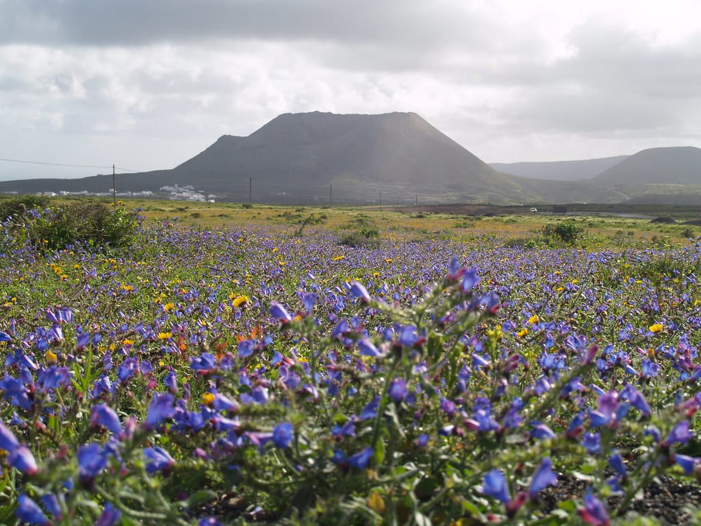 Primavera em Lanzarote