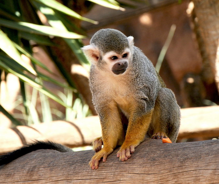 Animais no Monkey Park Tenerife