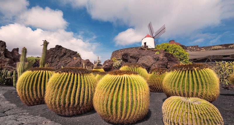 Cactos em Lanzarote